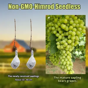 “Hemonod Seedless Grape Tree Seedling – Easy-to-Grow Home Garden Fruit for Beginners & Indoor/Outdoor Gardening”