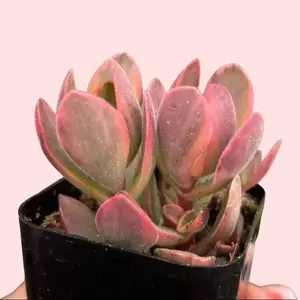 Crassula Money Maker Variegata 2" Pot - Greenhouse Grown Succulent Plant for Home Decor Decorative