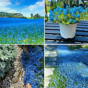 1000 Blue Creeping Thyme Flower Seeds | Perennial Ground Cover Plant, Non-GMO Heirloom Thyme Variety, Easy to Grow and Low Maintenance, Perfect for Home Gardens, Lawns, Pathways, and Outdoor Landscaping
