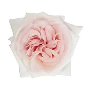 Garden Rose, White O'Hara - 36 Stems