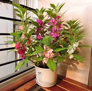 50 Balsam Flower Seeds – Mixed Color Impatiens Balsamina for Cottage Gardens, Borders & Outdoor Planting