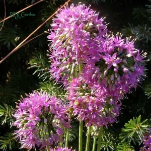 Prairie Onion Seeds | 100 Seeds