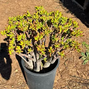Jade Gollum bare roots