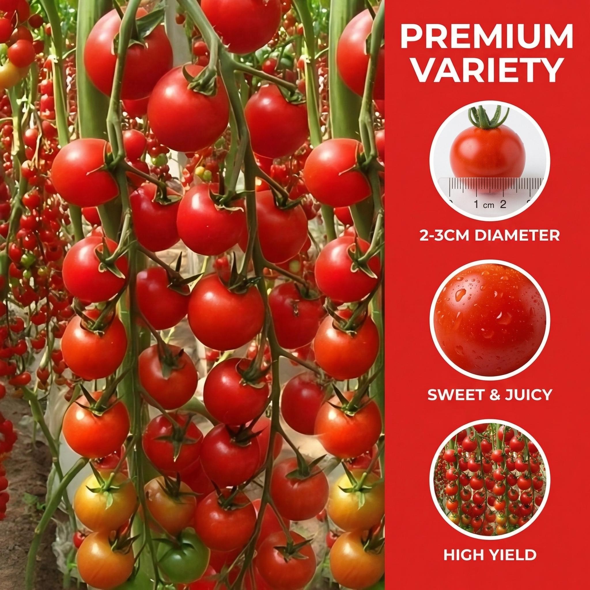 Waterfall tomato seeds, suitable for garden planting. These tomato seeds are suitable for potted, hanging basket, or ground planting, both indoors and outdoors. They are non-GMO vegetable seeds, suitable for home gardens, balconies, and backyards.