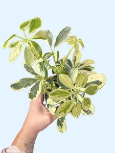 4" Variegated Umbrella Tree - Schefflera Ivory - Indoor Plants - Variegated Houseplant Compact Size for Small Spaces