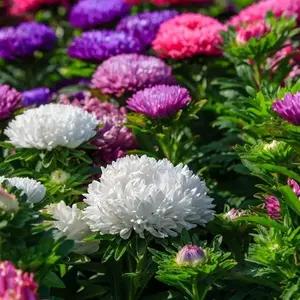 300 Pcs Aster Flower Seeds for Planting – Colorful Garden Aster Mix for Backyard Flower Beds, Borders & Seasonal Landscape Displays (Seeds Only)