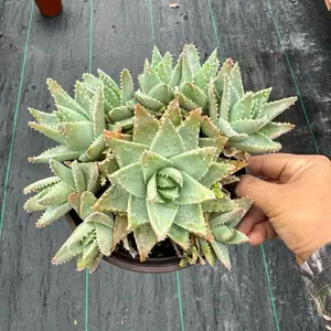 Aloe Brevifolia 6 inch Pot