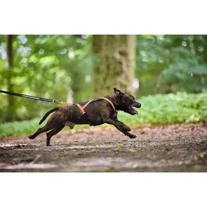 Non-Stop Dogwear Rush Harness