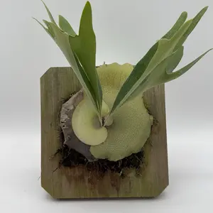 Handmade Mounted Staghorn Fern (Platycerium Alcicorne) | Living Wall Art | Unique Indoor Plant | Handmade Plant Mount
