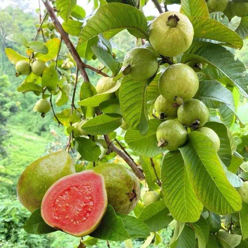 Guava Seeds for Potted Plants Greenhouses & Outdoor Gardens Easy to Cultivate Fruit Tree Seeds Ideal for Gardening Enthusiasts