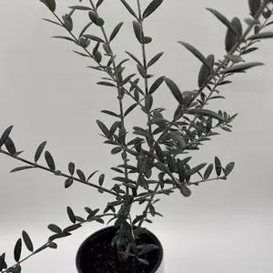 Black Olive Tree 6” Pot |  | bright light | Vibrant Green Foliage | Indoor Decorative Plant | Easy Care | Perfect for Living Rooms & Offices