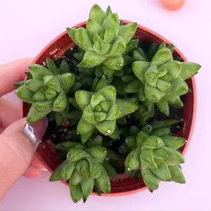 Haworthia Hybrid Succulent: Spiral Rosette Plant in 4” Pot