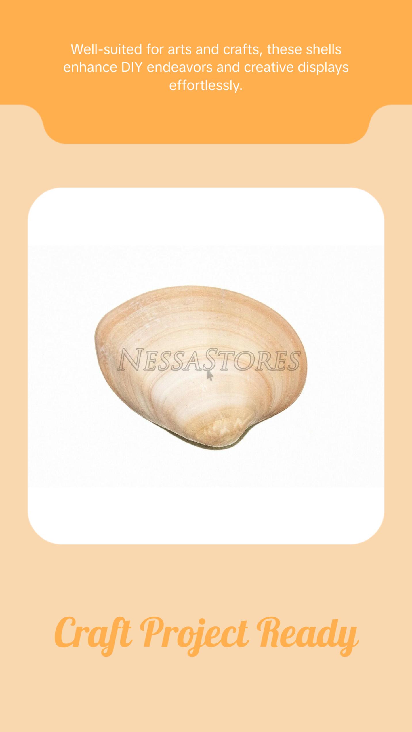 Brown Clam Sea Shell Beach Craft Scallop 3" - 4" (8 PCS ) #JC-76