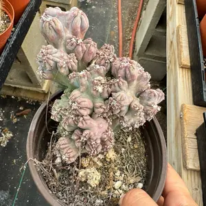 Cereus forbesii monstrose 'Ming Thing’ plant cactus