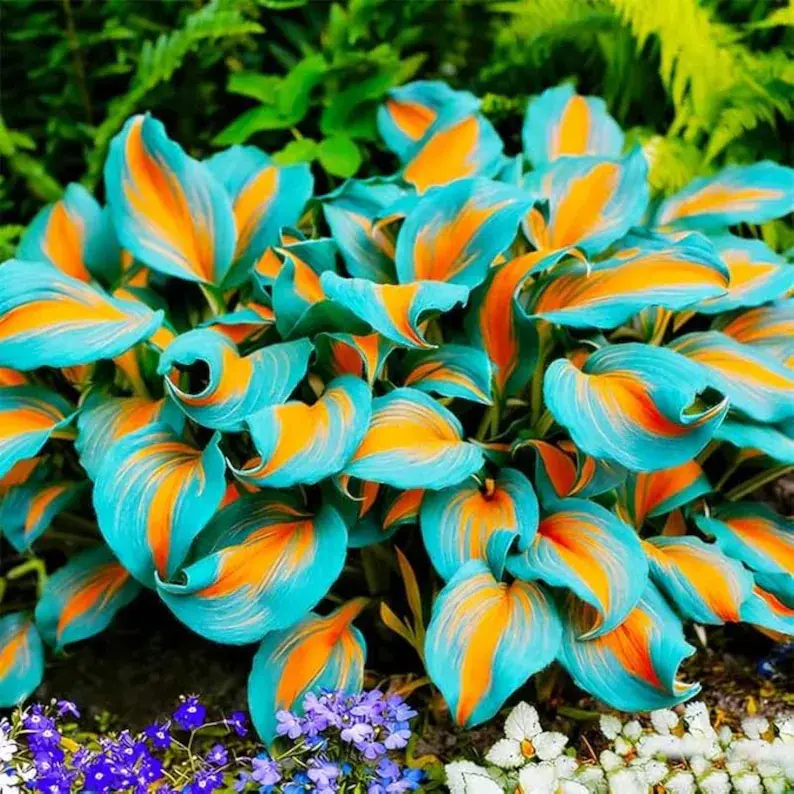1000 pcs Hosta Seeds – Versatile Perennials for Indoor & Outdoor Planting