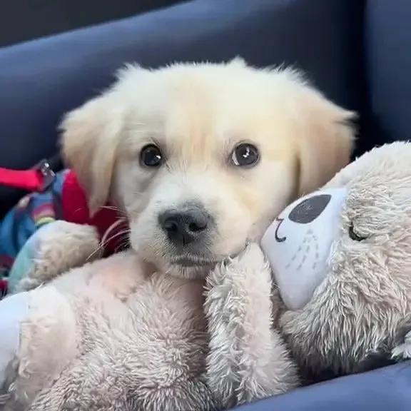 Breathing Otter Original - MultipleModes-Soothe'n Snuggle Otter -Music Lights &Breathing-Arrily Anxiety Relief Otter-Pet Toy Dog  Cat toys