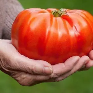 Mortgage Lifter Tomato: 20 Seeds