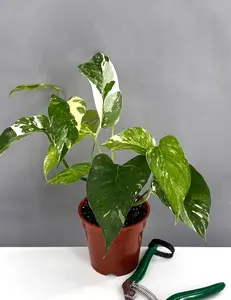 Epipremnum Pinnatum Albo