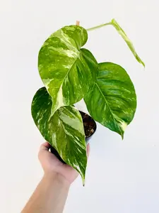 Epipremnum Pinnatum 'Albo' - 4" Pot