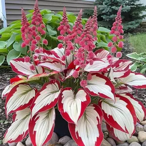 1000+ Red & White Mixed Hosta Flower Seeds – Easy to Grow Shade Garden Perennial Plants for Yard and Garden Beds
