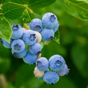 Northland Blueberry Plant (3-Year-Old Bare Root) | Cold-Hardy, High-Yield Variety | Zones 3–7 | Hand Picked Nursery
