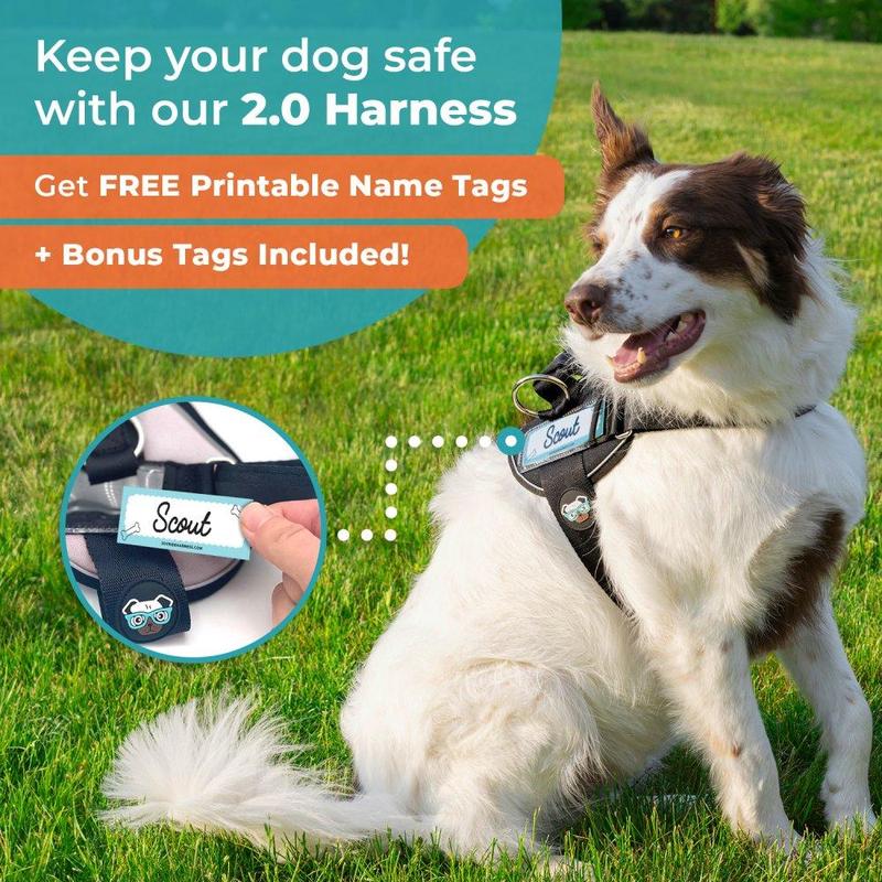 Joyride 2.0 Rainbow B-Grade Outlet - Easy On No Pull Dog Harness for Small Dogs – Jack Russell Terrier – Reflective – Side Rings – Strong Durable Handle – 13 personalized tags included Joyride 2.0 Rainbow B-Grade Outlet - Easy On No Pull Dog Harness for Small Dogs – Jack Russell Terrier – Reflective – Side Rings – Strong Durable Handle – 13 personalized tags included