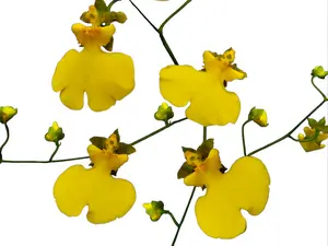 Oncidesa Sweet Sugar 'Lemon Drop'