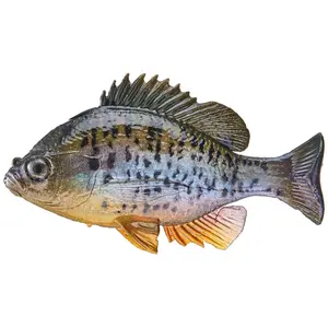 Huddleston Deluxe Bluegill Top Hook Swimbaits