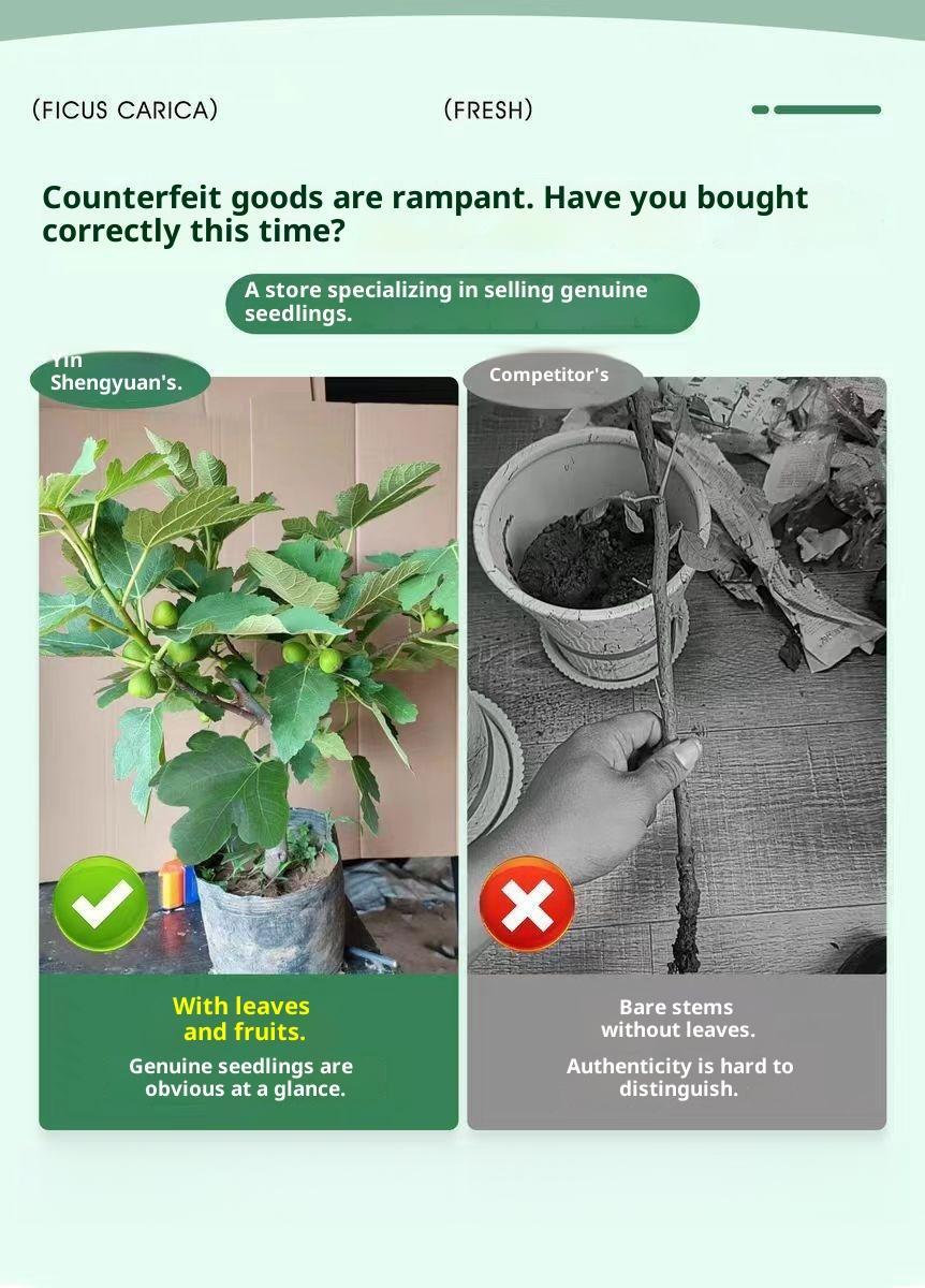 Heirloom Non-GMO Fig Tree Live Plant Starter – Hardy Perennial Fig Fruit Tree for Outdoor Garden, Backyard Orchard, Patio & Home Yard Planting Heirloom Non-GMO Fig Tree Live Plant Starter – Hardy Perennial Fig Fruit Tree for Outdoor Garden, Backyard Orchard, Patio & Home Yard Planting