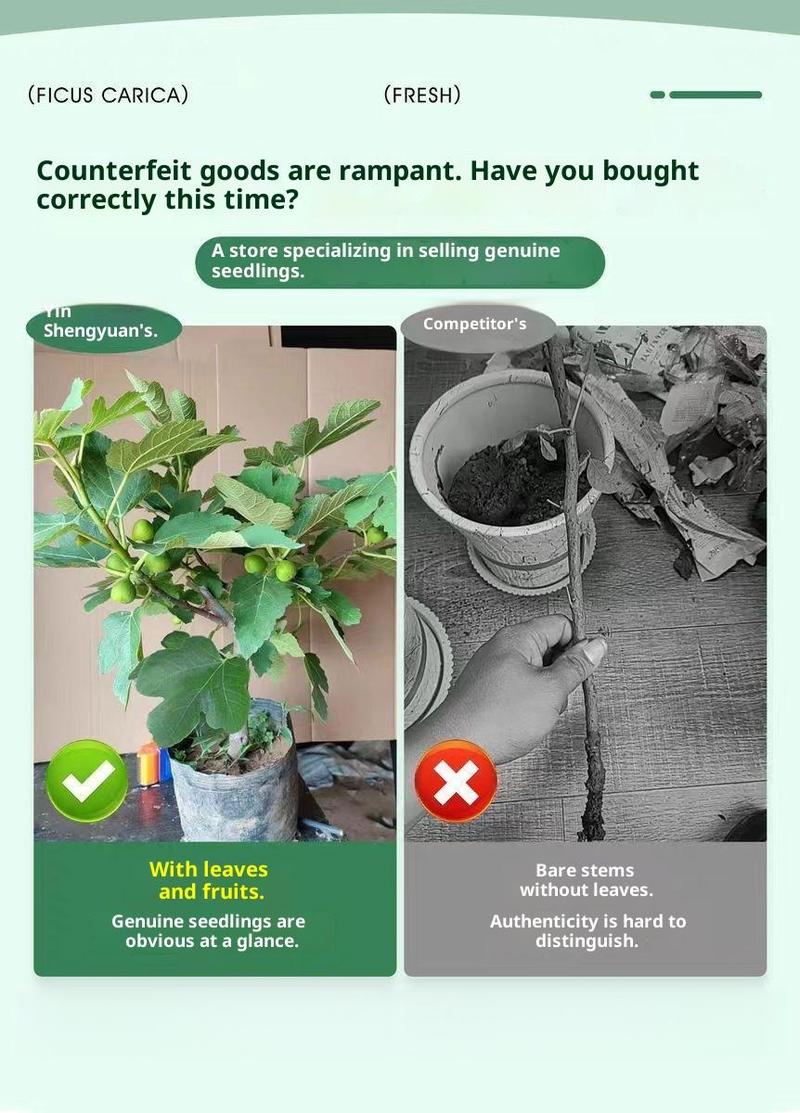 Heirloom Non-GMO Fig Tree Live Plant Starter – Hardy Perennial Fig Fruit Tree for Outdoor Garden, Backyard Orchard, Patio & Home Yard Planting