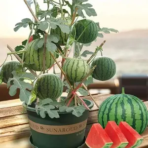 100 Watermelon Seeds for Planting – Garden Watermelon Fruit Seeds for Backyard Gardens, Raised Beds, Patio Containers and Home Vegetable Garden Projects – Seeds Only, Not Live Plants