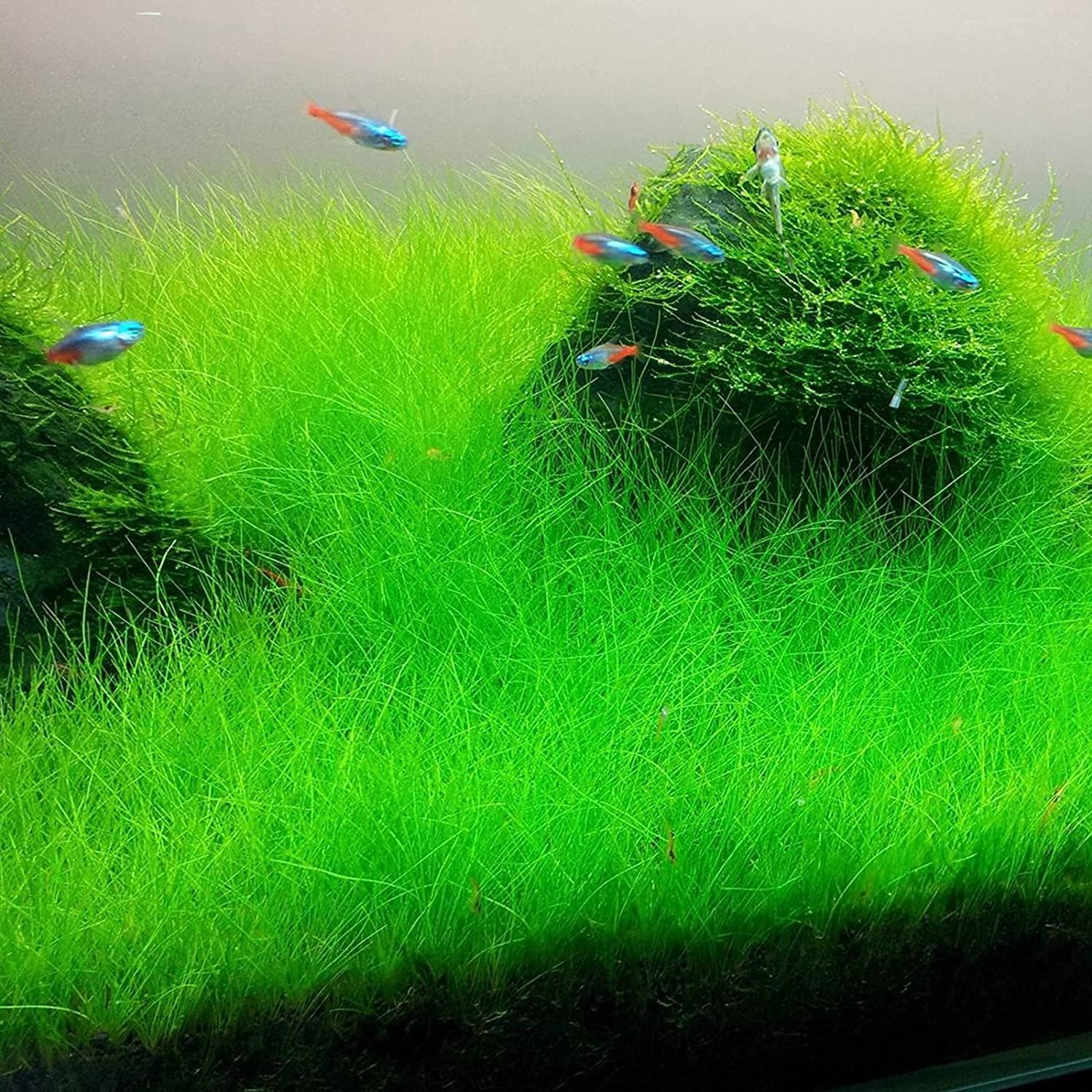 Water Dancer 5000pcs Aquarium Grass Plant Seeds Water Grasses Random Dwarf Aquatic Plant Grass Seeds Indoor Plant Seeds Oxygenating Weed Live Pond Plant Seeds,Fish Aquatic Decor Water Dancer 5000pcs Aquarium Grass Plant Seeds Water Grasses Random Dwarf Aquatic Plant Grass Seeds Indoor Plant Seeds Oxygenating Weed Live Pond Plant Seeds,Fish Aquatic Decor