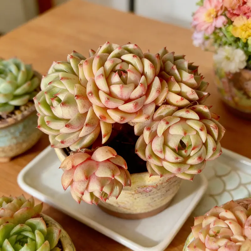 weird succulents - TikTok Shop