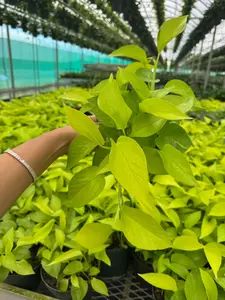 4” Neon Pothos Bulk 10 Pots Indoor Plant (Case of 10 Pots)