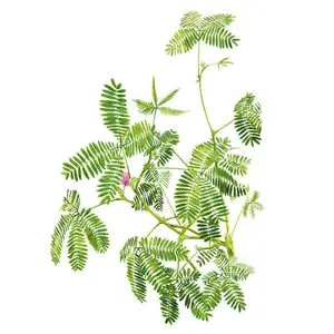 Sensitive Plant Sensitive Plant