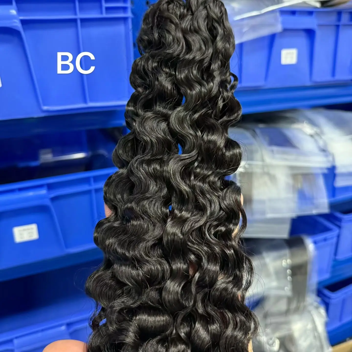 burmese curly