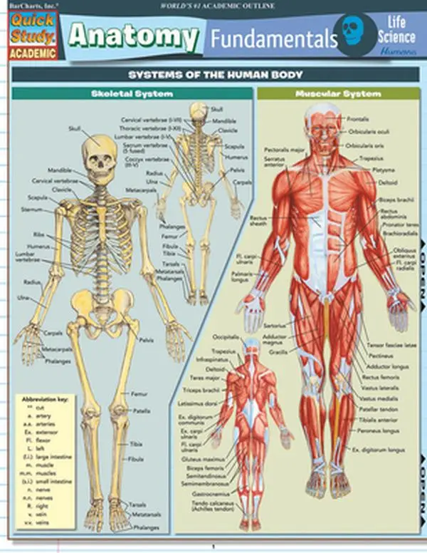 Academic Anatomy Fundamentals Poster: Life Science Guide Covering Muscular System, Skeletal System by Vincent Perez
