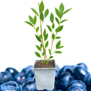 Blueray Blueberry Plant (1 Liter Pot) | Northern Highbush Variety | Sweet, High-Yield Berries | Hand Picked Nursery