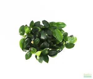 Anubias Nana Petite (Amazing Aquascaping Plant)
