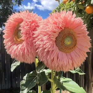 50pcs Teddy Bear Sunflower Seeds | Giant Fluffy Blooms, Heirloom Flower Variety Perfect for Outdoor Planting, Easy to Grow and Maintain, Ideal for Creating Eye-Catching Garden Displays
