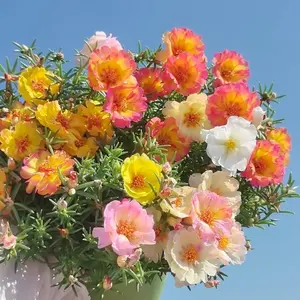 Mixed Moss Rose Seeds 300 PCS for Planting, Colorful Portulaca Flower Seeds, Easy to Grow Sun Rose for Garden, Outdoor Indoor Planting, Seeds Only Not Live Plants