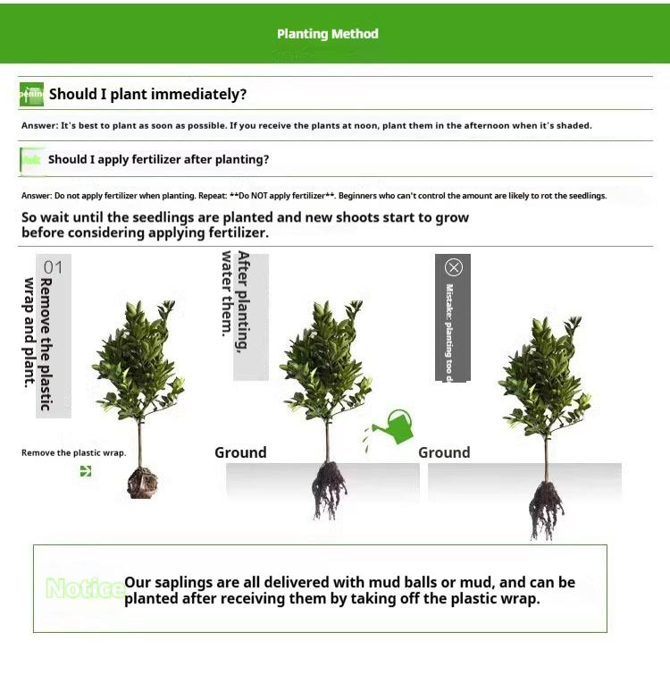 Fig Tree Live Plant – Perennial Fig Fruit Tree Starter Plant for Outdoor Garden and Yard Planting