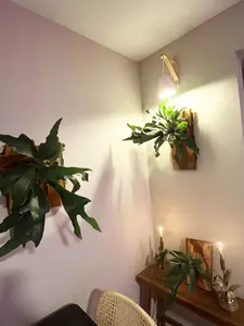 Live Staghorn Fern Wall Mount on Natural Aromatic Cedar Wood Plaque with Live Moss (Staghorn Fern, Extra Large)