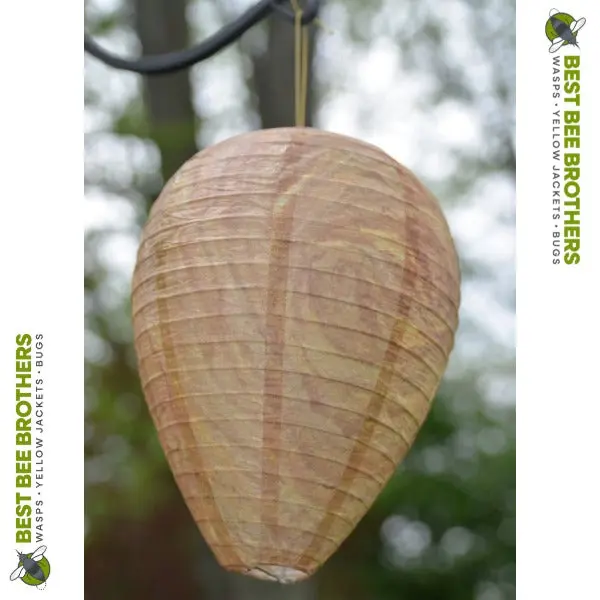 Best Bee Brothers Wasp Deterrent Hives 2 Decoy Nests for Wasps & Yellowjackets Outdoor Garden Wood Protection Natural Wax Paper Collapsible Design