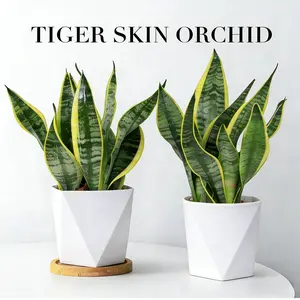 Live Snake Plant Sansevieria | Low Light Air Purifying Houseplant, Easy Care Beginner Friendly, Drought Tolerant Bedroom Office Decor Potted Plant