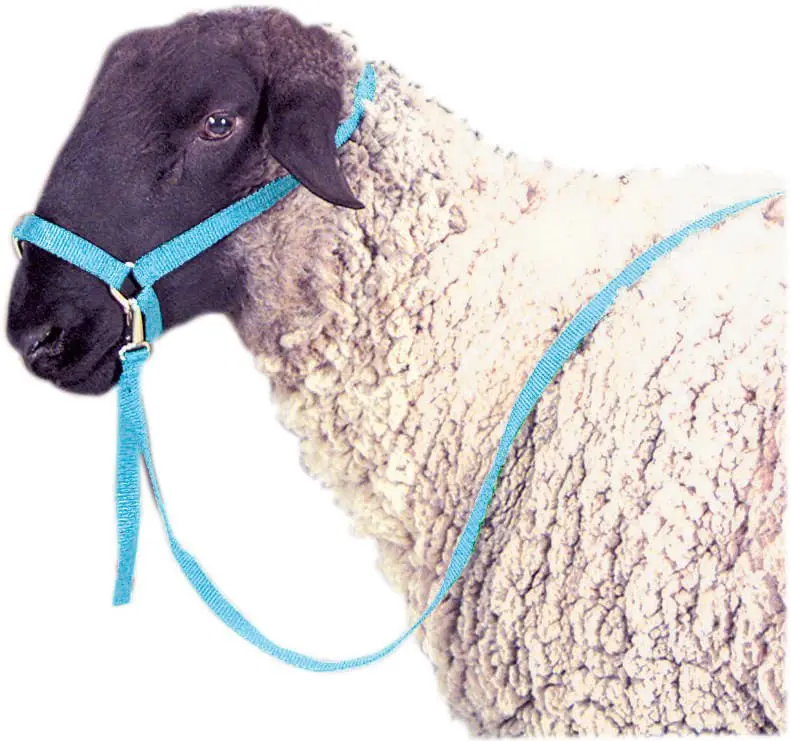 Jeffers Nylon Sheep Halter & Lead Set, 3/4" x 6' Lead Jeffers Nylon Sheep Halter & Lead Set, 3/4" x 6' Lead