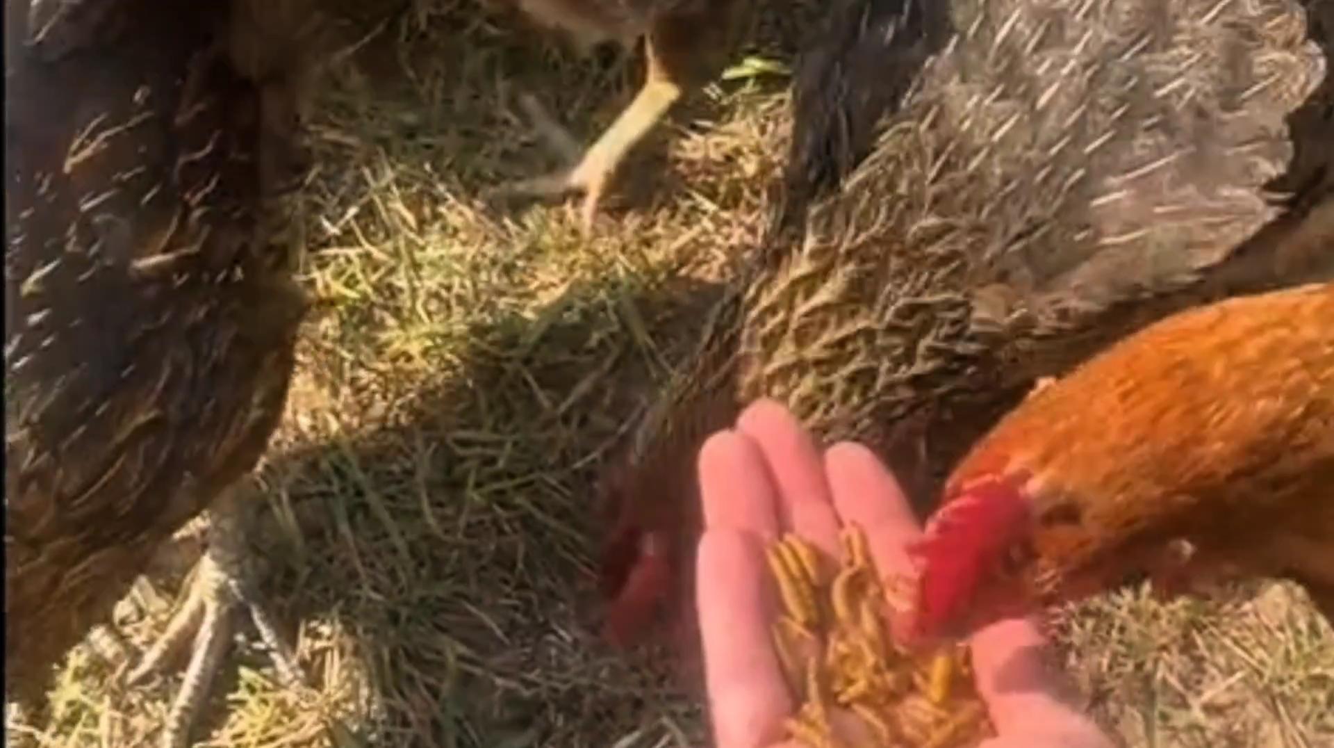 PROILGRUBS 10 LBS Non-GMO Dried Worms for Chickens High Protein Treats 4.55 kg All-Natural Black Soldier Fly Larvae for Higher Egg Productivity & Stronger Egg Shells Enhance Sustainable Organic Snack Nicer Feather   High Protein Black Soldier Fly Larvae