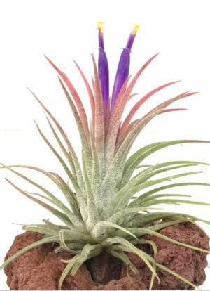 Rubra Air Plant 'Tillandsia ionantha Rubra'