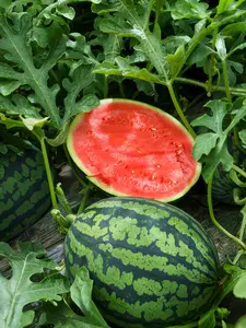 Premium Watermelon Seeds 50pcs  Non GMO Heirloom Variety for Home and Farm Gardens Sweet and Refreshing Fruits,Watermelon Seeds,for Planting, Seeded Watermelon,for Gardens