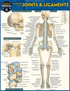 Anatomy of Joints & Ligaments: A Quickstudy Laminated Reference Guide -- Vincent Perez, Poster